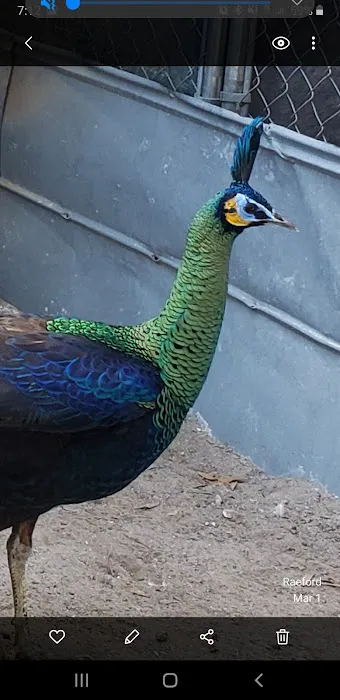 GOD Creations Patterson Peafowl Farm Picture 9