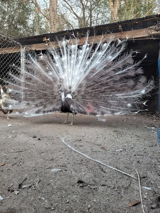 GOD Creations Patterson Peafowl Farm Picture 6