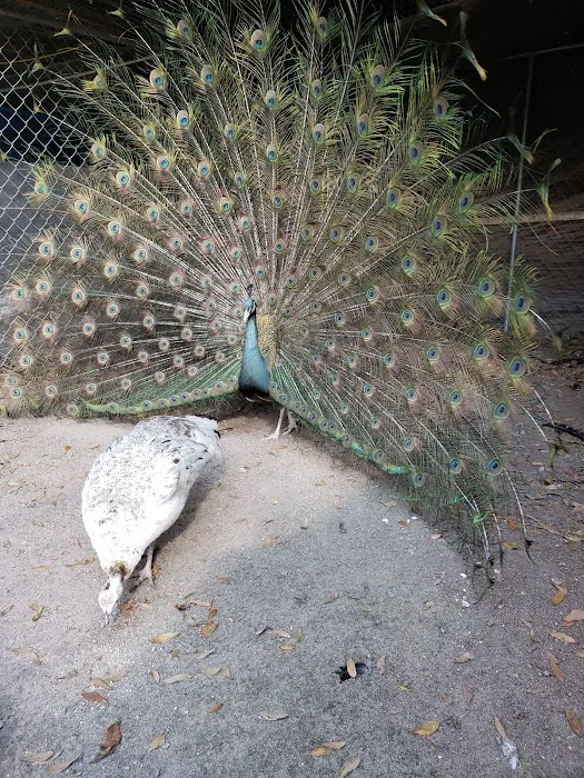 GOD Creations Patterson Peafowl Farm Picture 10
