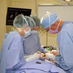 American College of Veterinary Surgeons