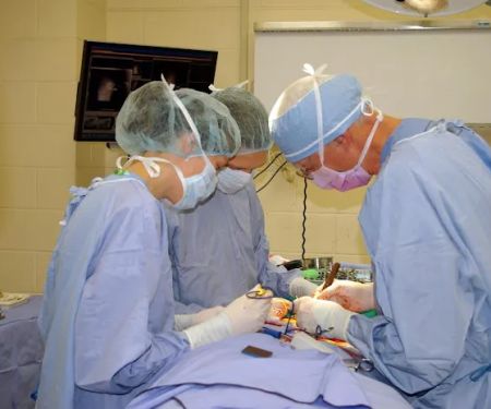 American College of Veterinary Surgeons