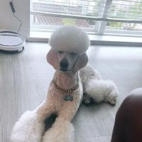 Fox Chapel Animal Hospital ico