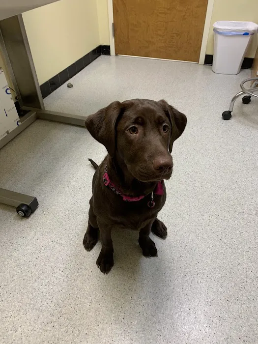 Fox Chapel Animal Hospital Picture 7