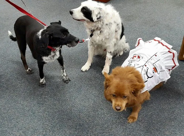 Holistic Veterinary Healing Picture 4