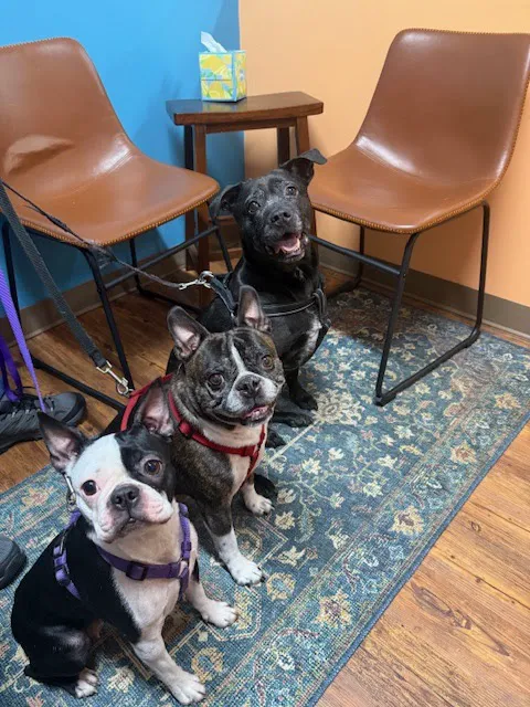 Holistic Veterinary Healing Picture 3
