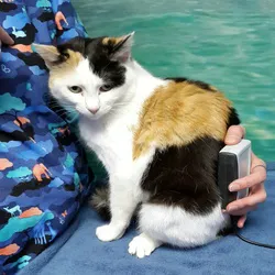 Holistic Veterinary Healing Picture 8