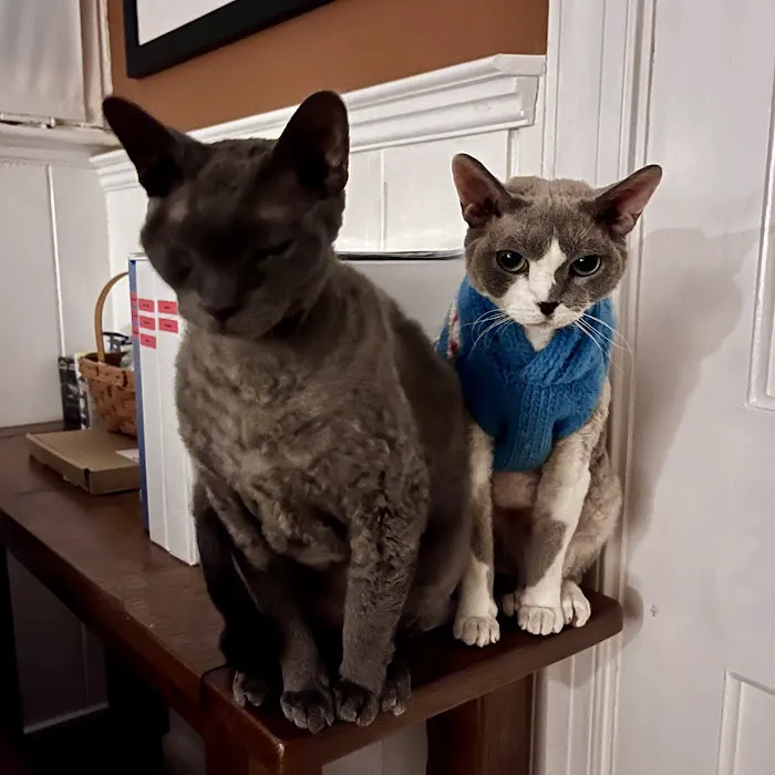 A Cat Clinic Picture 3