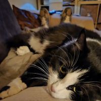 A Cat Clinic ico