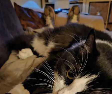 A Cat Clinic