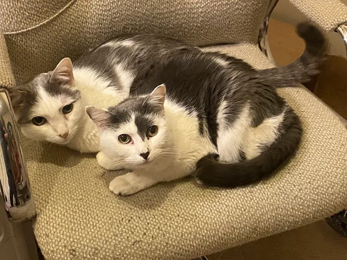 A Cat Clinic Picture 7