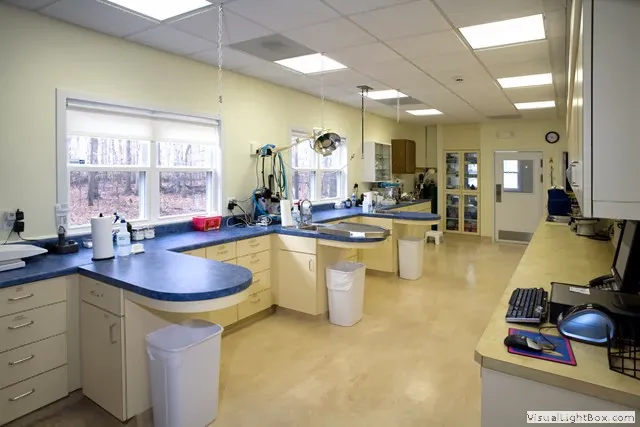 A Cat Clinic Picture 8