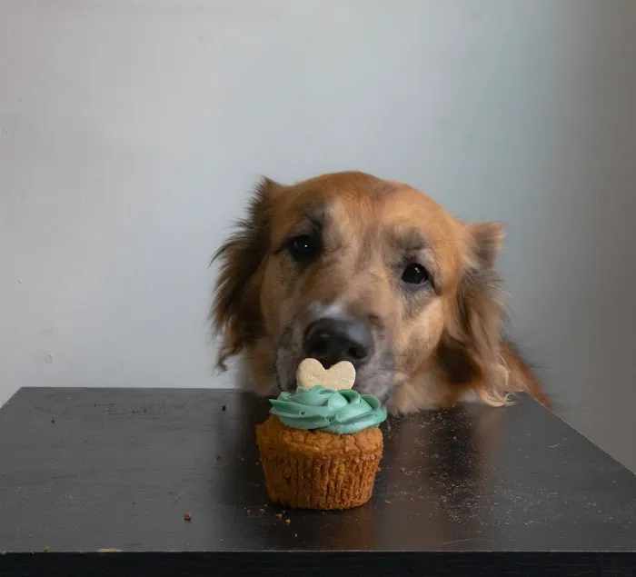 Howlin at the Moon Bakery Picture 7