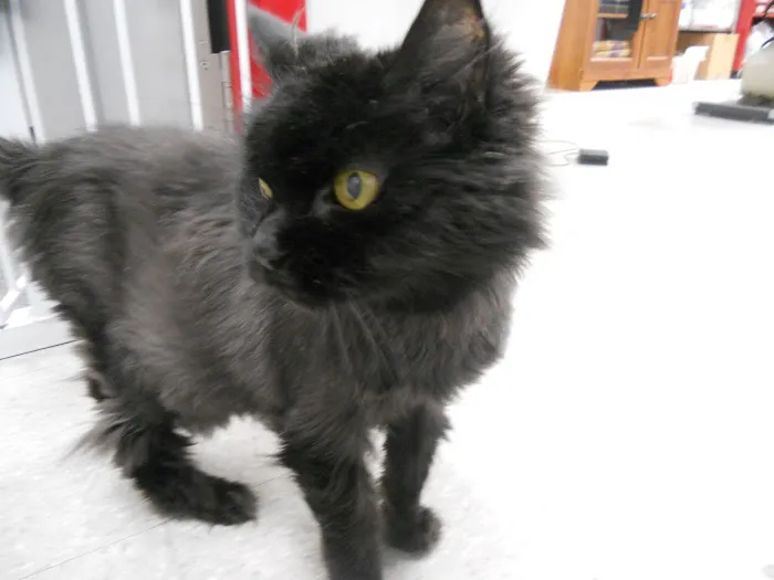 Montgomery Village Animal Hospital Picture 3