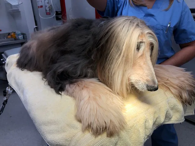 Montgomery Village Animal Hospital Picture 1