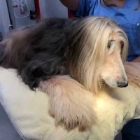 Montgomery Village Animal Hospital ico