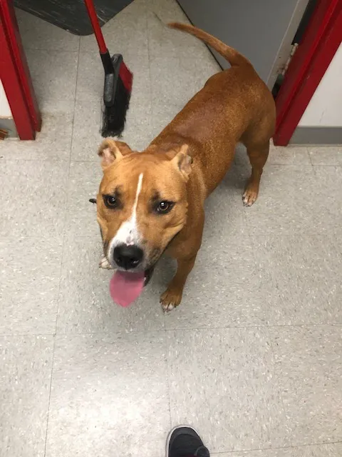 Montgomery Village Animal Hospital Picture 2