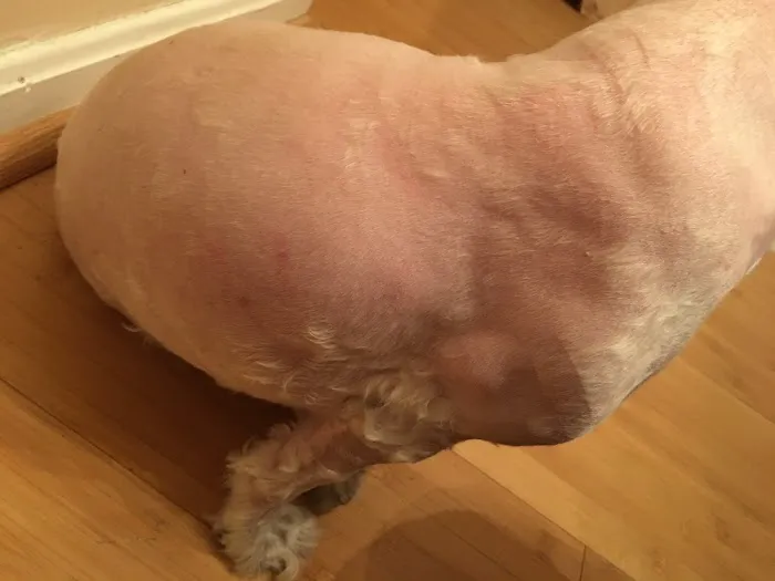 Montgomery Village Animal Hospital Picture 7