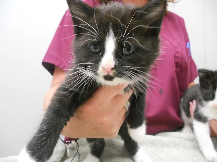 Montgomery Village Animal Hospital Picture 5