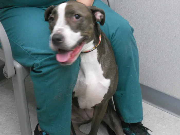Montgomery Village Animal Hospital Picture 4
