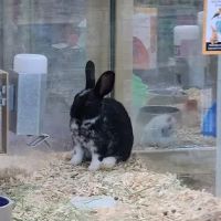 Pet Supermarket ico