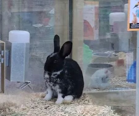 Pet Supermarket