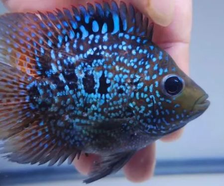 Glass House Aquatics