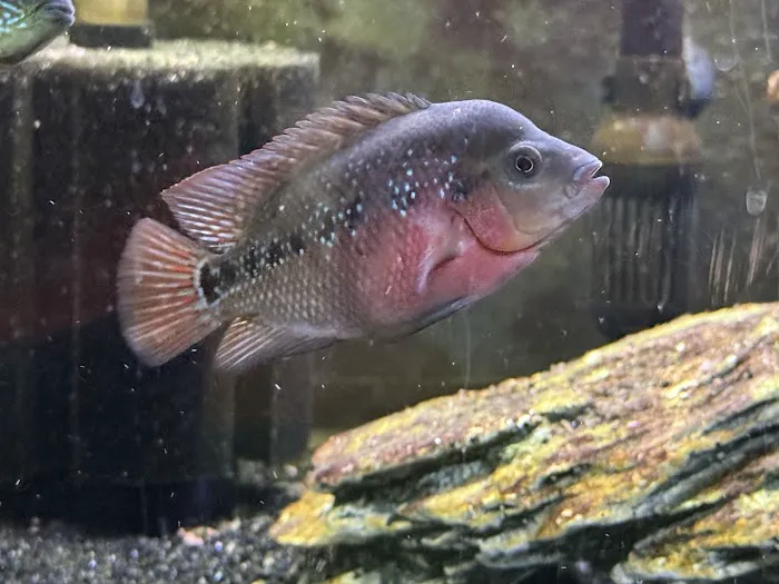 Glass House Aquatics Picture 2