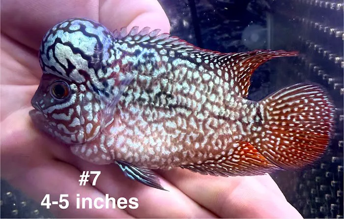 Glass House Aquatics Picture 3