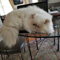 Pet Supermarket ico