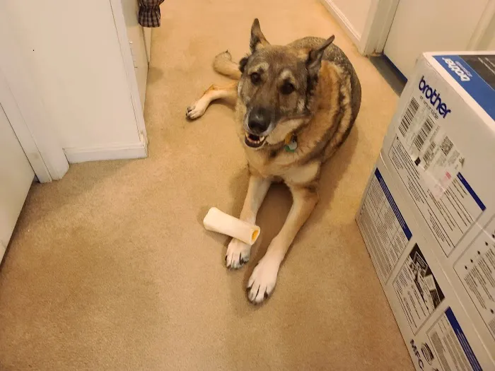 Pet Supermarket Picture 5
