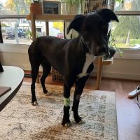 Negola's Animal Care ico