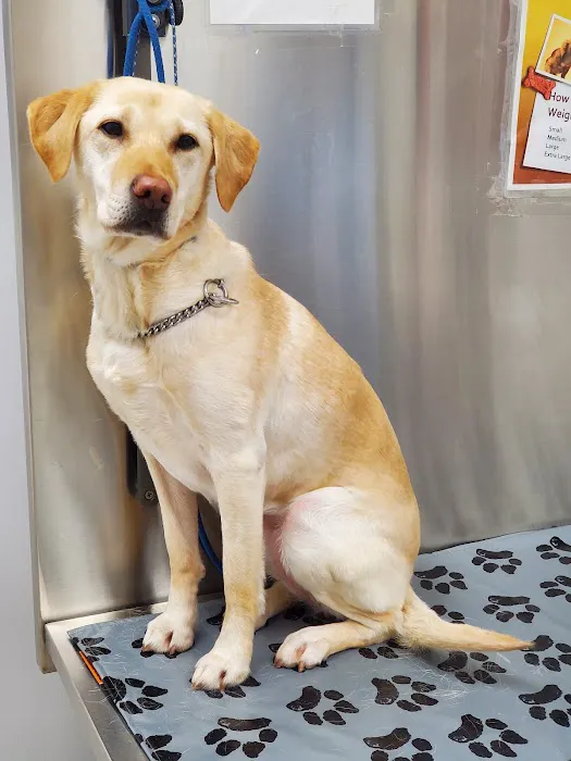 Negola's Animal Care Picture 4