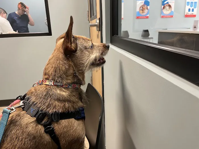 PetWellClinic - Columbia Picture 10