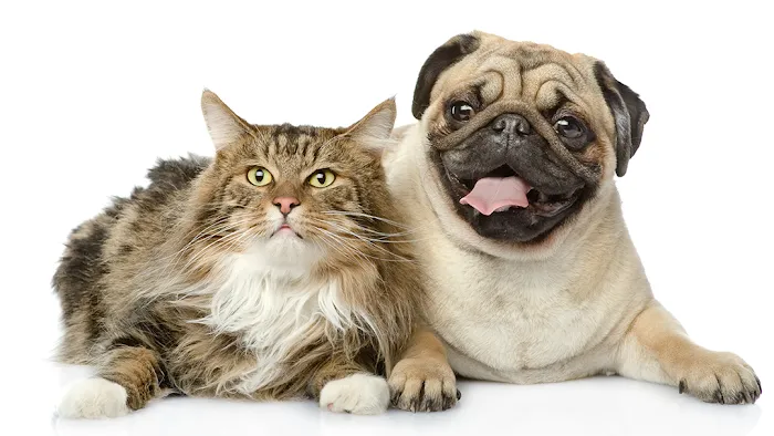 Layhill Animal Hospital Picture 1