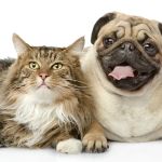 Layhill Animal Hospital