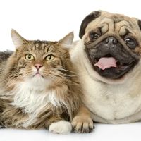 Layhill Animal Hospital ico