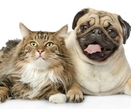 Layhill Animal Hospital