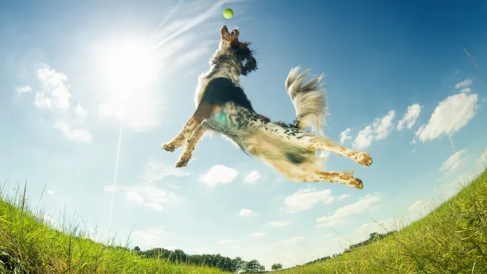 Layhill Animal Hospital Picture 9