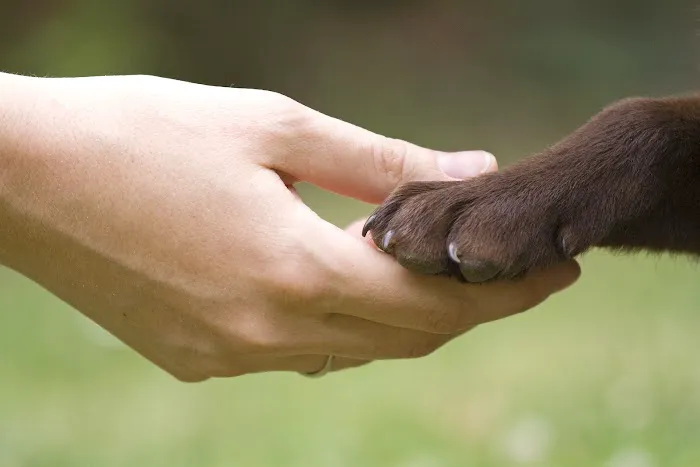 Cloverly Animal Clinic PC Picture 3