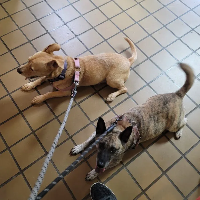 Cloverly Animal Clinic PC Picture 1