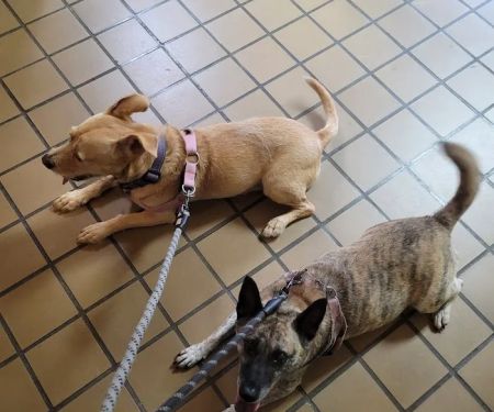 Cloverly Animal Clinic PC