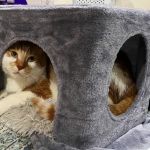 Animal Place Veterinary Hospital