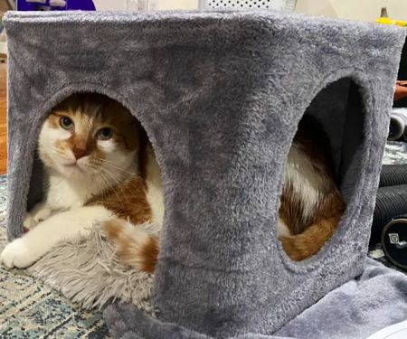 Animal Place Veterinary Hospital