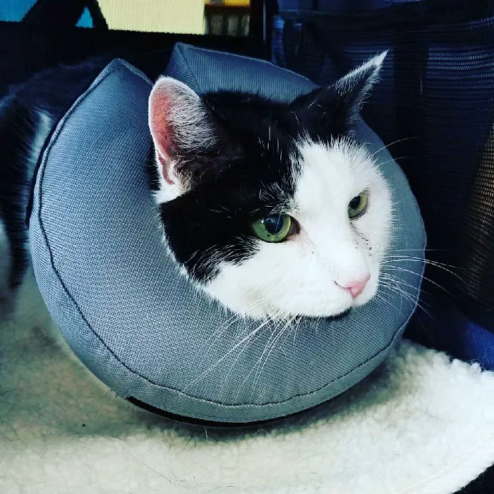 Animal Place Veterinary Hospital Picture 7