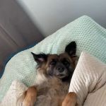 Animal Place Veterinary Hospital: Maul Julie DVM