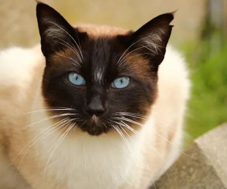CVCA Cardiac Care For Pets