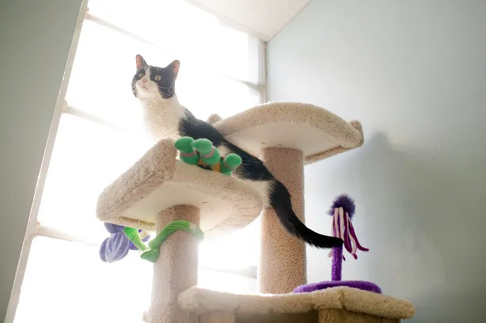 Pet Dominion Picture 1