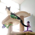 Pet Dominion