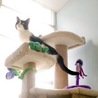 Pet Dominion ico