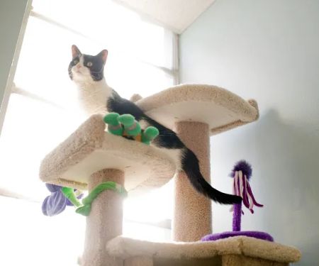 Pet Dominion